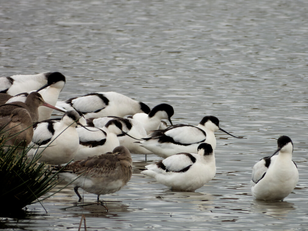 Avocet